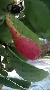 Learn to grow prickly pear cactus. Notuna 1 2 Cactus Pad 1 2 Cactus Fruit Growing On Same Pad Fruit Watermelon Growing