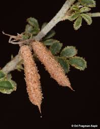 Image result for Indigofera colutea