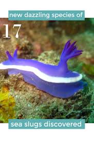 17 New Dazzling Species Of Sea Slugs Discovered Sea Slug Beautiful Sea Creatures Sea Animals