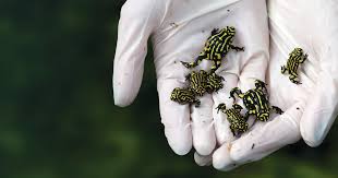 Corroboree Frog Taronga Conservation Society Australia