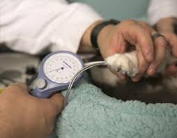 Digitech digital blood pressure monitor automatic arm type with backlight. Feline Hypertension High Blood Pressure Cat Friendly Homes