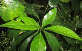 Image result for Tarenna pavettoides