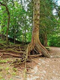 Pine Tree Root System Studiousguy