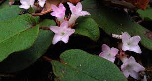 Library card number or ez username pin (last 4 digits of your phone number, stokes brown is the last 4 of your card) or ez password Massachusetts State Flower The Mayflower Proflowers Blog