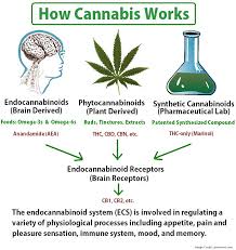 Cbd tinctures provide excellent absorption: The Best Cbd Oil Tinctures Reviewed Choose Your Brand For 2020