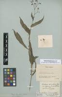 Image result for Aneilema aequinoctiale