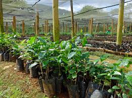 Check spelling or type a new query. Following Coffee From Seedling To Harvest In The Jamaica Blue Mountains