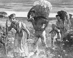 Image of American Slaves' Economics: Foundation in Cash Crop Agriculture