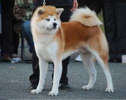 Check spelling or type a new query. Injami Akita Or Japanese Akita Inu Injami Japanese Akita Inu