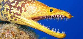 Gayle heads to macduff marine aquarium and meets a myriad of sea creatures that live in the steely blue moray firth. Moray Eel Bite Poisonous Tropical Fish Hobbyist Magazine