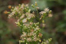 Image result for Conyza limosa