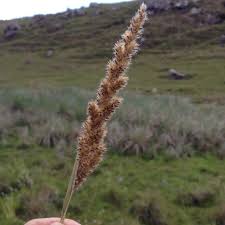 Image result for Eriochrysis