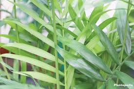 Remove only the parts of the plant that turn brown or yellow, as soon as they appear. Parlor Palm Neanthe Bella Chamaedorea Elegans Plant How To Care Plantopedia