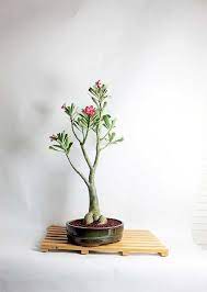 Desert Rose Bonsai Tree By Livebonsaitree Etsy Bonsai Tree Desert Rose Bonsai