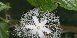 Adam sells the fruit by weight. Snake Gourd Sports Striking Hairy Flower