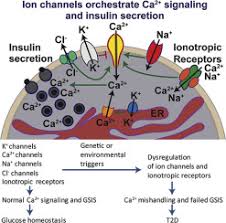 All ion packages balkan bosnian croatian serbian macedonian pink hungarian english. Ion Channels Of The Islets In Type 2 Diabetes Sciencedirect