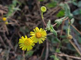 Image result for Pentanema indicum