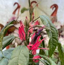 Image result for Pavonia