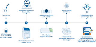 Studying animal cell lines and their origin and characteristics evokes deeper understanding of developmental biology, gene expression and evolution. Cell Line Development Single Cell Sorting Molecular Devices