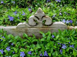 Image result for Vinca minor