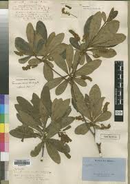 Image result for Terminalia brachystemma ×  sericea