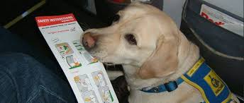 Meg Jerrard On Twitter Emotional Support Animal Pet Travel Support Animal