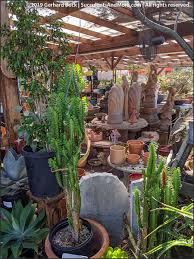 Desert images nursery ojai, ca tel: California Cactus Center In Pasadena