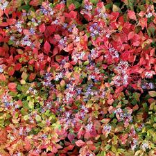 Image result for Plumbago ituriensis