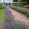 Hedge plants for sale | hedge garden design & nursery. Https Encrypted Tbn0 Gstatic Com Images Q Tbn And9gcthdysv9h79nmjcazbztlkoo5ge9twbf9ajobx5jhgbt9xr7z C Usqp Cau