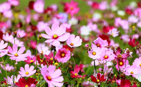 Check spelling or type a new query. Top 10 Flowers That Symbolise Peace