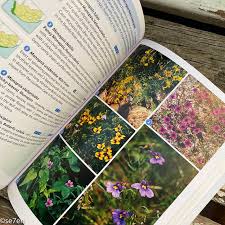 Image result for Monopsis stellarioides