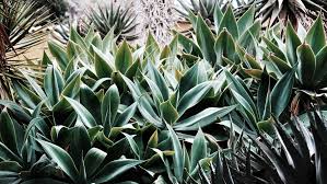 Pflanzenvielfalt Im Botanischen Garten Auf Gran Canaria Pflanzen Botanischer Garten Insel