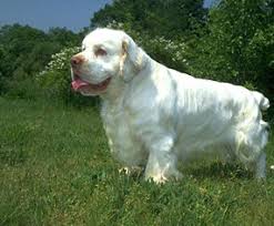 Maybe you would like to learn more about one of these? Adopt Clumber Spaniel Puppies Dogs Savearescue Org