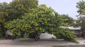 This Sea Grape Tree Looks Like A Bunch Of Grapes Grape Tree Grape Bunch Different Fruits And Vegetables