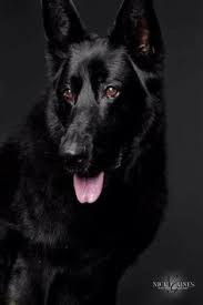 Black german shepherd dog yorkshire terrier beautiful dogs doge. 520 Black German Shepherds Ideas Black German Shepherd German Shepherd Dogs Shepherd