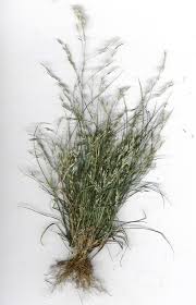 Image result for Eragrostis dinteri