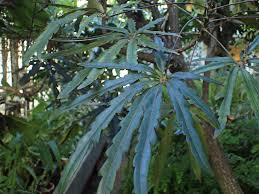 Image result for Plerandra