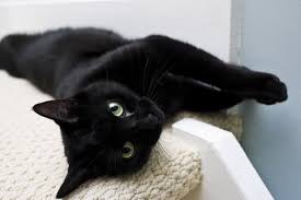 Also an english surname meaning noble. 44 Black Cat Names Best Names For Black Cats