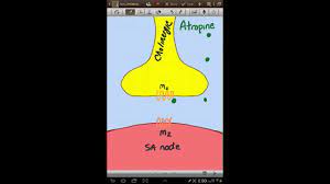 The use of atropine in cardiovascular disorders is mainly in the management of patients with bradycardia. How Can Low Dose Atropine Decrease Heart Rate Youtube