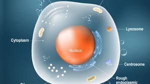 In this animal cell model , or 3d model, you will see how the animal cell works and the organelles specific structure and function that are vital for the survival of living organisms. Animal Cells And The Membrane Bound Nucleus