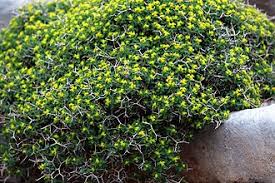 Image result for Euphorbia spissiflora