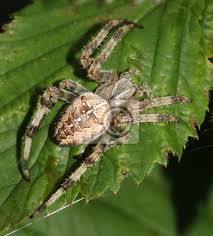 Manch erwachsener ekelt sich bereits beim bloßen anblick eines spinnennetzes, während unsere kinder mitunter davon träumen, spiderman zu sein! Weibliche Europaische Garten Spinne Oder Kreuz Orbweaver Spinne Fototapete Fototapeten Scarey Gurtband Spinnennetz Myloview De