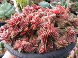 Crassula Capitella Subsp Thyrsiflora Red Pagoda World Of Succulents Succulents Succulent Landscaping Planting Succulents