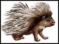 To draw these quills, take your pencil and go back and forth around the body, making the lines look jagged. How To Draw Cartoon Porcupines Realistic Porcupines Drawing Tutorials Drawing How To Draw Porcupines Drawing Lessons Step By Step Techniques For Cartoons Illustrations