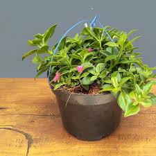 Jadi sangat cocok untuk melengkapi keindahan, di setiap sudut ruangan. Jual Tanaman Hias Gantung Aptenia Cordifolia Bunga Merah