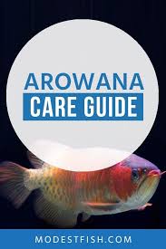 Arowana Care Compelete Guide On Types Tank Size Diet More