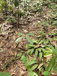 Image result for Gilbertiodendron