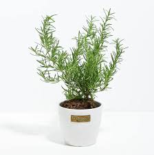Image result for rosemary container