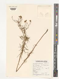 Image result for Hebenstretia angolensis