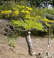 Image result for Delonix